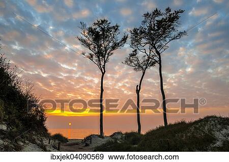 Beech trees, silhouetted against the Baltic Sea at Sunset, Weststrand beach, Darss, Western Pomerania Lagoon Area National Park, Mecklenburg-Western Pomerania, Germany, Europe View Large Photo Image Stock Photo - Beech trees, silhouetted against the Baltic Sea at Sunset, Weststrand beach, Darss, Western Pomerania Lagoon Area National Park, Mecklenburg-Western Pomerania, Germany, Europe. Fotosearch