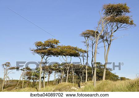 Beeches (Fagus sylvatica), windswept trees on Weststrand beach, Darss, Western Pomerania Lagoon Area National Park, Mecklenburg-Western Pomerania, Germany, Europe View Large Photo Image Stock Image - Beeches (Fagus sylvatica), windswept trees on Weststrand beach, Darss, Western Pomerania Lagoon Area National Park, Mecklenburg-Western Pomerania, Germany, Europe. Fotosearch