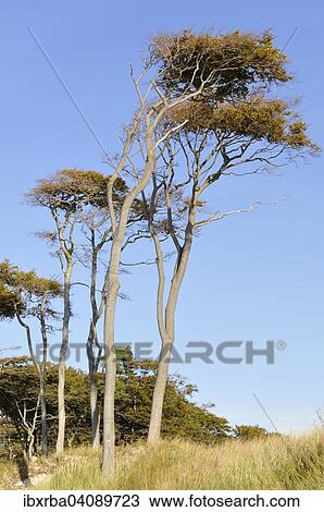 Beeches (Fagus sylvatica), windswept trees on Weststrand beach, Darss, Western Pomerania Lagoon Area National Park, Mecklenburg-Western Pomerania, Germany, Europe View Large Photo Image Stock Image - Beeches (Fagus sylvatica), windswept trees on Weststrand beach, Darss, Western Pomerania Lagoon Area National Park, Mecklenburg-Western Pomerania, Germany, Europe. Fotosearch