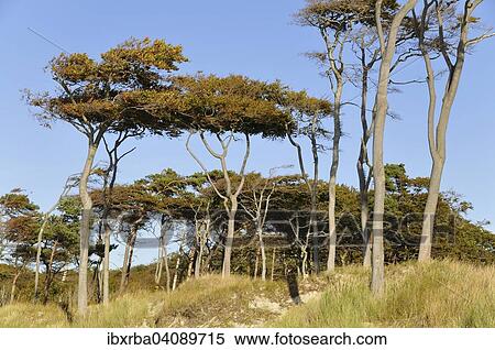 Beeches (Fagus sylvatica), windswept trees on Weststrand beach, Darss, Western Pomerania Lagoon Area National Park, Mecklenburg-Western Pomerania, Germany, Europe View Large Photo Image Stock Photography - Beeches (Fagus sylvatica), windswept trees on Weststrand beach, Darss, Western Pomerania Lagoon Area National Park, Mecklenburg-Western Pomerania, Germany, Europe. Fotosearch