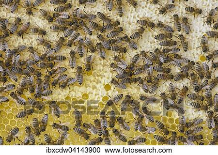Stock Image - Bees making honeycomb in hive, Tyrol, Austria, Europe. Fotosearch