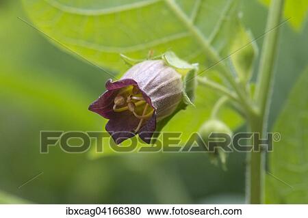 Belladonna or deadly nightshade (Atropa belladonna), Hesse, Germany, Europe View Large Photo Image Stock Image - Belladonna or deadly nightshade (Atropa belladonna), Hesse, Germany, Europe. Fotosearch