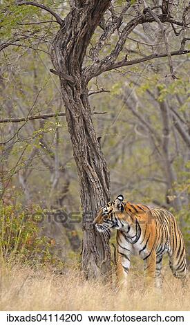 Stock Image - Bengal Tiger (Panthera tigris tigris) in forest habitat, Ranthambhore National Park, Rajasthan, India, Asia. Fotosearch