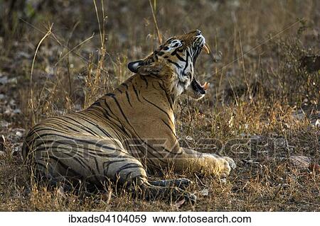 Bengal tiger (Panthera tigris tigris) yawning, Ranthambore national park, Rajasthan, India, Asia View Large Photo Image Stock Photo - Bengal tiger (Panthera tigris tigris) yawning, Ranthambore national park, Rajasthan, India, Asia. Fotosearch