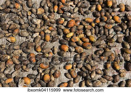 Betel nuts drying, Kerala, India, Asia View Large Photo Image Stock Photo - Betel nuts drying, Kerala, India, Asia. Fotosearch
