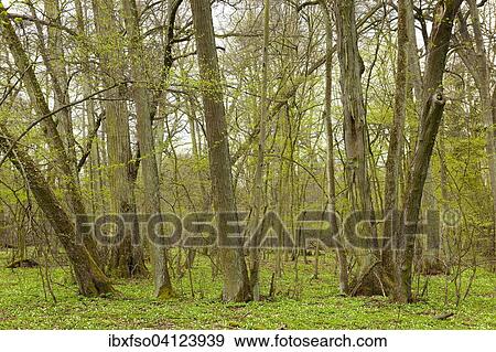 Biggest Small-leaved Lime forest in Central Europe (Tilia cordata), Colbitzer Lindenwald nature reserve, Saxony-Anhalt, Germany, Europe View Large Photo Image Stock Photo - Biggest Small-leaved Lime forest in Central Europe (Tilia cordata), Colbitzer Lindenwald nature reserve, Saxony-Anhalt, Germany, Europe. Fotosearch