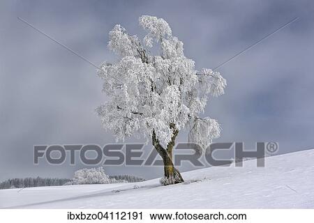 Birch tree covered with hoarfrost in the biosphere reserve, Swabian Jura, Baden-Wurttemberg, Germany, Europe View Large Photo Image Stock Image - Birch tree covered with hoarfrost in the biosphere reserve, Swabian Jura, Baden-Wurttemberg, Germany, Europe. Fotosearch