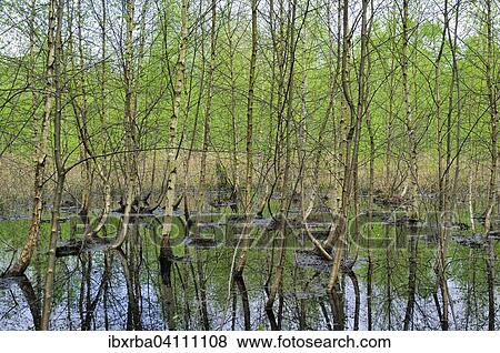 Birch trees (Betula) in the moor waters of the Venner Moor Nature Reserve, North Rhine-Westphalia, Germany, Europe View Large Photo Image Stock Photo - Birch trees (Betula) in the moor waters of the Venner Moor Nature Reserve, North Rhine-Westphalia, Germany, Europe. Fotosearch
