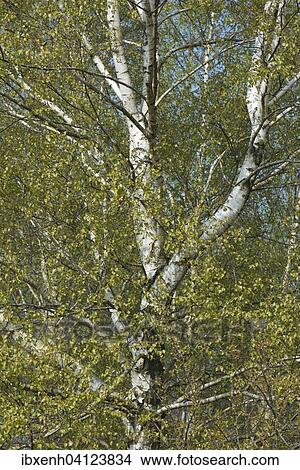 Birch trees (Betula pendula), foliation, Lower Saxony, Germany, Europe View Large Photo Image Picture - Birch trees (Betula pendula), foliation, Lower Saxony, Germany, Europe. Fotosearch