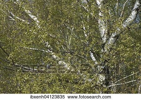 Stock Photography - Birch trees (Betula pendula), foliation, Lower Saxony, Germany, Europe. Fotosearch