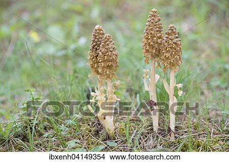Bird's-nest Orchid (Neottia nidus-avis), Rothenstein nature reserve, Thuringia, Germany, Europe View Large Photo Image Picture - Bird's-nest Orchid (Neottia nidus-avis), Rothenstein nature reserve, Thuringia, Germany, Europe. Fotosearch