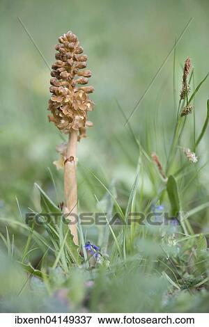 Bird's-nest Orchid (Neottia nidus-avis), Rothenstein nature reserve, Thuringia, Germany, Europe View Large Photo Image Stock Photo - Bird's-nest Orchid (Neottia nidus-avis), Rothenstein nature reserve, Thuringia, Germany, Europe. Fotosearch