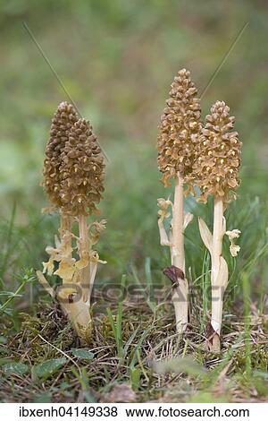Stock Photo - Bird's-nest Orchid (Neottia nidus-avis), Rothenstein nature reserve, Thuringia, Germany, Europe. Fotosearch