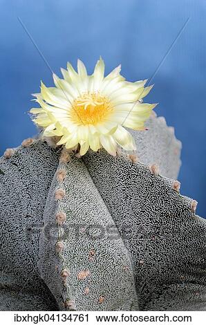 Bishop's Cap Cactus (Astrophytum myriostigma) with a yellow flower View Large Photo Image Stock Image - Bishop's Cap Cactus (Astrophytum myriostigma) with a yellow flower. Fotosearch