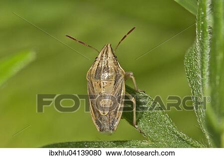 Bishop's Mitre (Aelia acuminata), Baden-Wurttemberg, Germany, Europe View Large Photo Image Stock Image - Bishop's Mitre (Aelia acuminata), Baden-Wurttemberg, Germany, Europe. Fotosearch