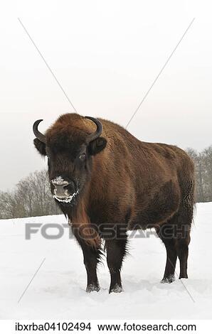 Bison (Bison bonasus) in the snow, European, captive, North Rhine-Westphalia, Germany, Europe View Large Photo Image Picture - Bison (Bison bonasus) in the snow, European, captive, North Rhine-Westphalia, Germany, Europe. Fotosearch