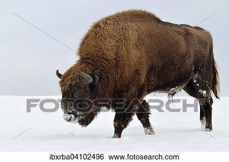 Bison (Bison bonasus) in the snow, European, captive, North Rhine-Westphalia, Germany, Europe View Large Photo Image Stock Photograph - Bison (Bison bonasus) in the snow, European, captive, North Rhine-Westphalia, Germany, Europe. Fotosearch