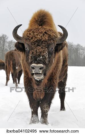Bison (Bison bonasus) in the snow, European, captive, North Rhine-Westphalia, Germany, Europe View Large Photo Image Stock Photography - Bison (Bison bonasus) in the snow, European, captive, North Rhine-Westphalia, Germany, Europe. Fotosearch