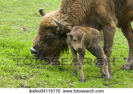 Bison, European bison (Bison bonasus), cow and calf, captive, Thuringia, Germany, Europe View Large Photo Image Stock Image - Bison, European bison (Bison bonasus), cow and calf, captive, Thuringia, Germany, Europe. Fotosearch