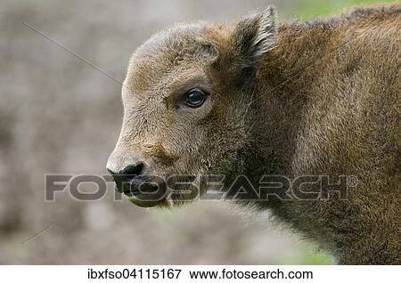 Bison, European bison (Bison bonasus), calf, captive, Thuringia, Germany, Europe View Large Photo Image Stock Photo - Bison, European bison (Bison bonasus), calf, captive, Thuringia, Germany, Europe. Fotosearch