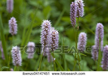 Bistort or European bistort (European Bistorta officinalis) flowers, Bavaria, Germany, Europe View Large Photo Image Stock Image - Bistort or European bistort (European Bistorta officinalis) flowers, Bavaria, Germany, Europe. Fotosearch