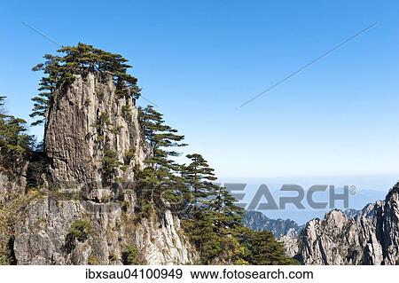 Bizarre towering rocks and mountains overgrown with Huangshan pines (Pinus hwangshanensis), Mount Huangshan, Mount Huangshan, Anhui Province, China, Asia View Large Photo Image Stock Photo - Bizarre towering rocks and mountains overgrown with Huangshan pines (Pinus hwangshanensis), Mount Huangshan, Mount Huangshan, Anhui Province, China, Asia. Fotosearch