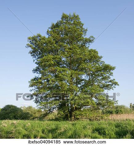 Black Alder or Common Alder (Alnus glutinosa), Dromling Nature Reserve, Lower Saxony, Germany, Europe View Large Photo Image Stock Photography - Black Alder or Common Alder (Alnus glutinosa), Dromling Nature Reserve, Lower Saxony, Germany, Europe. Fotosearch