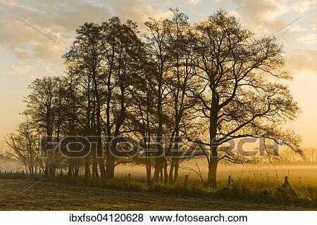 Black Alder trees (Alnus glutinosa) in the early morning, Dromling nature reserve, Lower Saxony, Germany, Europe View Large Photo Image Stock Photo - Black Alder trees (Alnus glutinosa) in the early morning, Dromling nature reserve, Lower Saxony, Germany, Europe. Fotosearch
