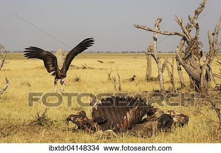 Black-backed Jackal (Canis mesomelas) and Hooded Vulture (Necrosyrtes monachus) at the carcass of a Cape Buffalo (Syncerus caffer caffer), Savuti, Chobe National Park, Botswana, Africa View Large Photo Image Picture - Black-backed Jackal (Canis mesomelas) and Hooded Vulture (Necrosyrtes monachus) at the carcass of a Cape Buffalo (Syncerus caffer caffer), Savuti, Chobe National Park, Botswana, Africa. Fotosearch