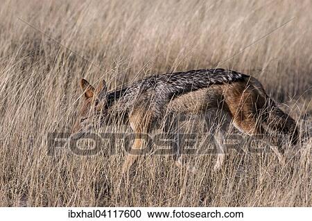 Black-backed jackal (Canis mesomelas) prowling through the grass, Etosha National Park, Namibia, Africa View Large Photo Image Stock Image - Black-backed jackal (Canis mesomelas) prowling through the grass, Etosha National Park, Namibia, Africa. Fotosearch