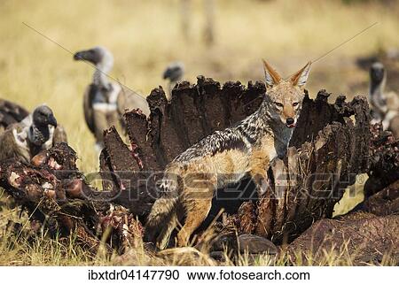 Black-backed Jackal (Canis mesomelas), at the carcass of a Cape Buffalo (Syncerus caffer caffer), in the background some White-backed Vultures (Gyps africanus), Savuti, Chobe National Park, Botswana, Africa View Large Photo Image Stock Image - Black-backed Jackal (Canis mesomelas), at the carcass of a Cape Buffalo (Syncerus caffer caffer), in the background some White-backed Vultures (Gyps africanus), Savuti, Chobe National Park, Botswana, Africa. Fotosearch