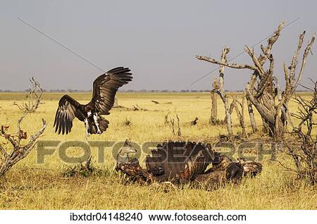Black-backed Jackal (Canis mesomelas) and Hooded Vulture (Necrosyrtes monachus) at the carcass of a Cape Buffalo (Syncerus caffer caffer), Savuti, Chobe National Park, Botswana, Africa View Large Photo Image Stock Image - Black-backed Jackal (Canis mesomelas) and Hooded Vulture (Necrosyrtes monachus) at the carcass of a Cape Buffalo (Syncerus caffer caffer), Savuti, Chobe National Park, Botswana, Africa. Fotosearch
