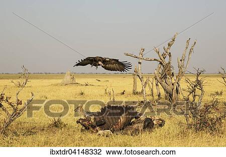 Black-backed Jackal (Canis mesomelas) and Hooded Vulture (Necrosyrtes monachus), at the carcass of a Cape Buffalo (Syncerus caffer caffer), Savuti, Chobe National Park, Botswana, Africa View Large Photo Image Stock Image - Black-backed Jackal (Canis mesomelas) and Hooded Vulture (Necrosyrtes monachus), at the carcass of a Cape Buffalo (Syncerus caffer caffer), Savuti, Chobe National Park, Botswana, Africa. Fotosearch