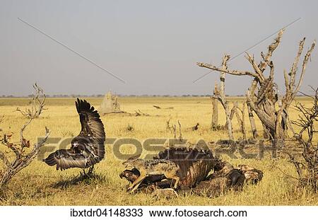 Black-backed Jackal (Canis mesomelas) and Hooded Vulture (Necrosyrtes monachus), the jackal chases away the vulture at the carcass of a Cape Buffalo (Syncerus caffer caffer), Savuti, Chobe National Park, Botswana, Africa View Large Photo Image Stock Image - Black-backed Jackal (Canis mesomelas) and Hooded Vulture (Necrosyrtes monachus), the jackal chases away the vulture at the carcass of a Cape Buffalo (Syncerus caffer caffer), Savuti, Chobe National Park, Botswana, Africa. Fotosearch