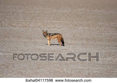 Black-backed jackal (Canis mesomelas), Etosha National Park, Namibia, Africa View Large Photo Image Stock Photo - Black-backed jackal (Canis mesomelas), Etosha National Park, Namibia, Africa. Fotosearch