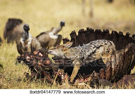 Black-backed Jackal (Canis mesomelas), at the carcass of a Cape Buffalo (Syncerus caffer caffer), in the background some White-backed Vultures (Gyps africanus), Savuti, Chobe National Park, Botswana, Africa View Large Photo Image Stock Photo - Black-backed Jackal (Canis mesomelas), at the carcass of a Cape Buffalo (Syncerus caffer caffer), in the background some White-backed Vultures (Gyps africanus), Savuti, Chobe National Park, Botswana, Africa. Fotosearch