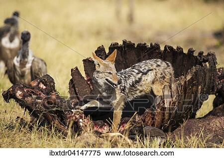 Black-backed Jackal (Canis mesomelas), at the carcass of a Cape Buffalo (Syncerus caffer caffer), in the background some White-backed Vultures (Gyps africanus), Savuti, Chobe National Park, Botswana, Africa View Large Photo Image Stock Photography - Black-backed Jackal (Canis mesomelas), at the carcass of a Cape Buffalo (Syncerus caffer caffer), in the background some White-backed Vultures (Gyps africanus), Savuti, Chobe National Park, Botswana, Africa. Fotosearch