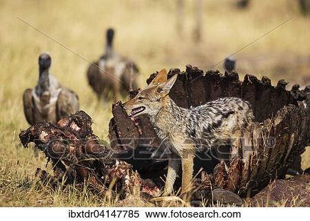 Black-backed Jackal (Canis mesomelas), at the carcass of a Cape Buffalo (Syncerus caffer caffer), in the background some White-backed Vultures (Gyps africanus), Savuti, Chobe National Park, Botswana, Africa View Large Photo Image Stock Photography - Black-backed Jackal (Canis mesomelas), at the carcass of a Cape Buffalo (Syncerus caffer caffer), in the background some White-backed Vultures (Gyps africanus), Savuti, Chobe National Park, Botswana, Africa. Fotosearch
