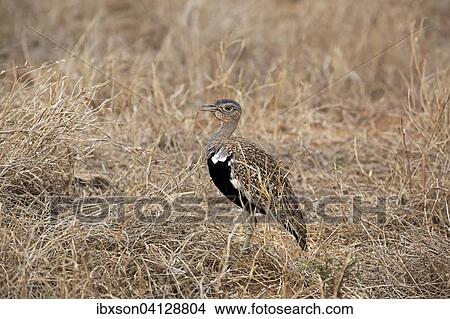 Black-bellied Bustard (Lissotis melanogaster), adult male, Kruger National Park, South Africa, Africa View Large Photo Image Picture - Black-bellied Bustard (Lissotis melanogaster), adult male, Kruger National Park, South Africa, Africa. Fotosearch