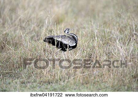 Black-bellied Bustard (Lissotis melanogaster), male, Maasai Mara National Reserve, Kenya, Africa View Large Photo Image Stock Image - Black-bellied Bustard (Lissotis melanogaster), male, Maasai Mara National Reserve, Kenya, Africa. Fotosearch