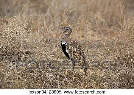 Stock Photography - Black-bellied Bustard (Lissotis melanogaster), adult male, calling, Kruger National Park, South Africa, Africa. Fotosearch