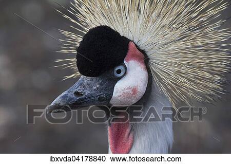 Black crowned crane (Balearica pavonina), North Rhine-Westphalia, Germany, captive, Europe View Large Photo Image Stock Image - Black crowned crane (Balearica pavonina), North Rhine-Westphalia, Germany, captive, Europe. Fotosearch