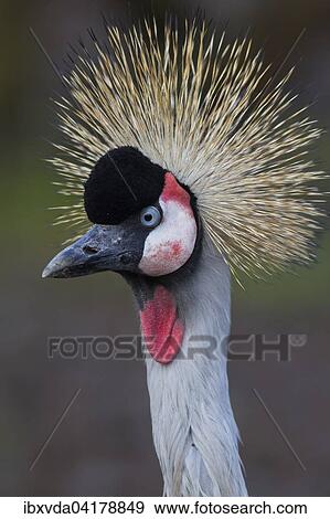 Stock Photo - Black crowned crane (Balearica pavonina), North Rhine-Westphalia, Germany, captive, Europe. Fotosearch