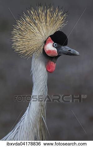 Black crowned crane (Balearica pavonina), North Rhine-Westphalia, Germany, captive, Europe View Large Photo Image Stock Photograph - Black crowned crane (Balearica pavonina), North Rhine-Westphalia, Germany, captive, Europe. Fotosearch