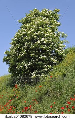 Black Elder (Sambucus nigra), flowering shrub, Baden-Wurttemberg, Germany, Europe View Large Photo Image Stock Photo - Black Elder (Sambucus nigra), flowering shrub, Baden-Wurttemberg, Germany, Europe. Fotosearch