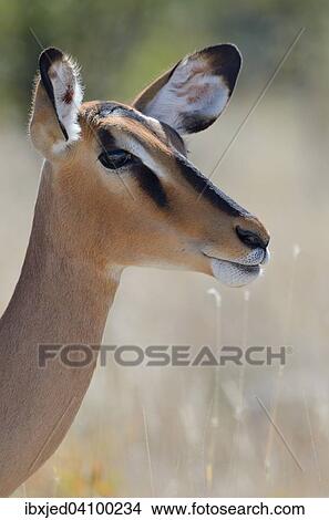 Picture - Black-faced Impala (Aepyceros melampus petersi), adult female, Etosha National Park, Namibia, Africa. Fotosearch
