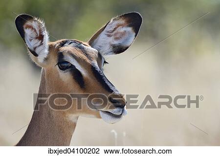 Stock Image - Black-faced Impala (Aepyceros melampus petersi), adult female, Etosha National Park, Namibia, Africa. Fotosearch