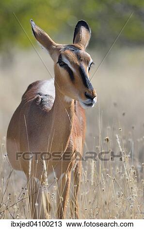 Black-faced Impala (Aepyceros melampus petersi), adult female standing in tall grass, Etosha National Park, Namibia, Africa View Large Photo Image Stock Image - Black-faced Impala (Aepyceros melampus petersi), adult female standing in tall grass, Etosha National Park, Namibia, Africa. Fotosearch