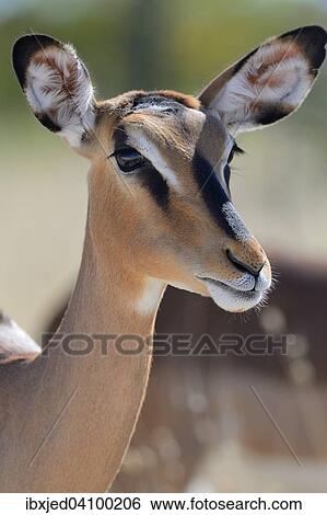 Black-faced Impala (Aepyceros melampus petersi), adult female, Etosha National Park, Namibia, Africa View Large Photo Image Stock Photograph - Black-faced Impala (Aepyceros melampus petersi), adult female, Etosha National Park, Namibia, Africa. Fotosearch