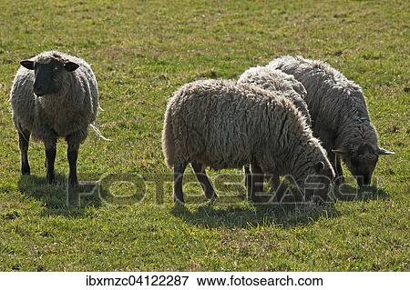 Stock Photo - Black-faced sheep on pasture, Mecklenburg-Western Pomerania, Germany, Europe. Fotosearch